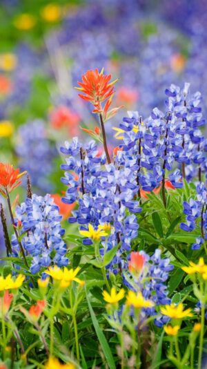 Lupin-blue-flowers-summer_iphone_750x1334