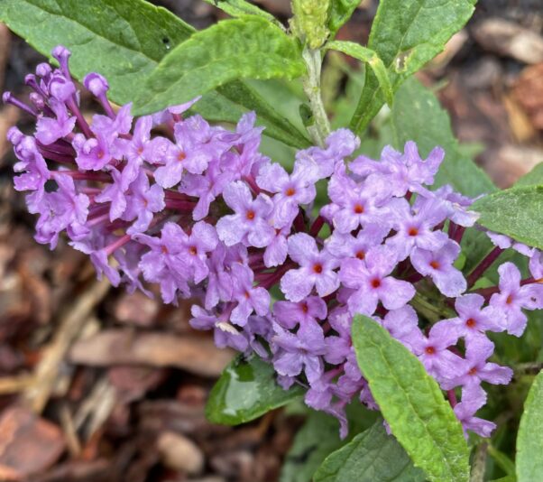 B90AB0F1-1BC2-42E2-9E58-324E009718D5