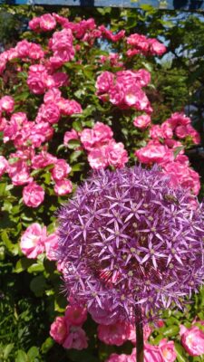 IMG_20190601_122905551