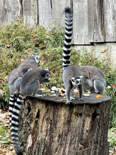 1A39D410-438C-454D-A748-F32515C85BBA