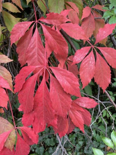 0A7F72D9-6DC7-4C0B-96BF-CEC03B17BFA0