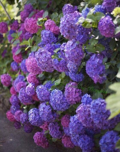 186183435_2907108932860238_1727152889844313849_n