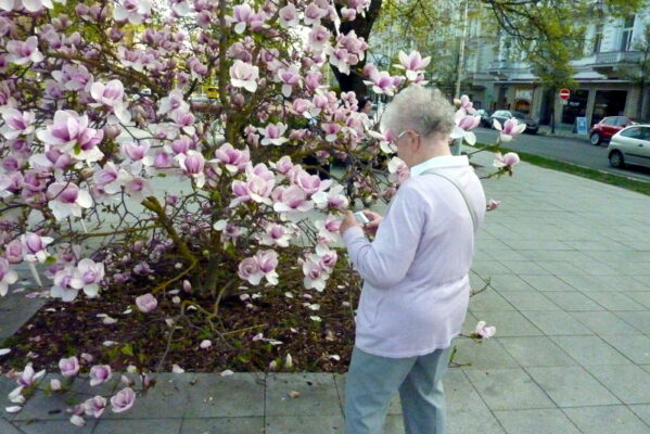 Magnolien in voller Blüte.