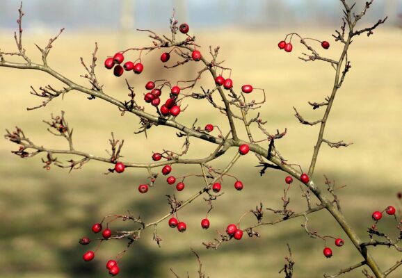 Am Morgen rote Beeren 12.2.26