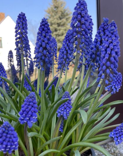 98D1C07C-C59B-426A-98F4-8D128C08A893