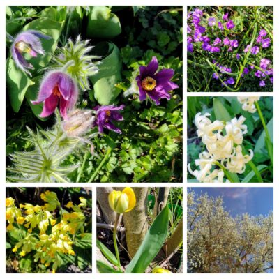 20250404_203502-COLLAGE