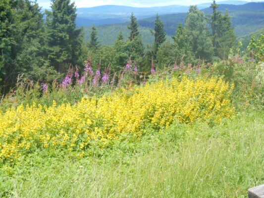 Ein tag im Harz 2016 Juli 010