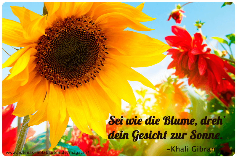 xgesicht-zur-sonne-august.png.pagespeed.ic.c4MqeCRMjx