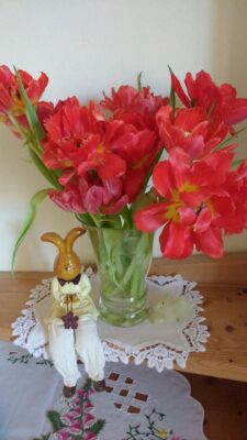 tulpen und häschen