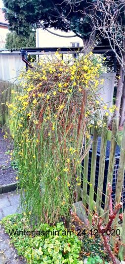 Winterjasmin zur Weihnachtzeit