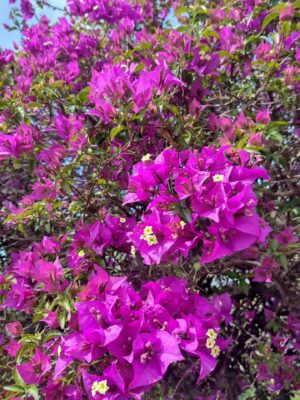 IMG_20220513_122336701_HDR