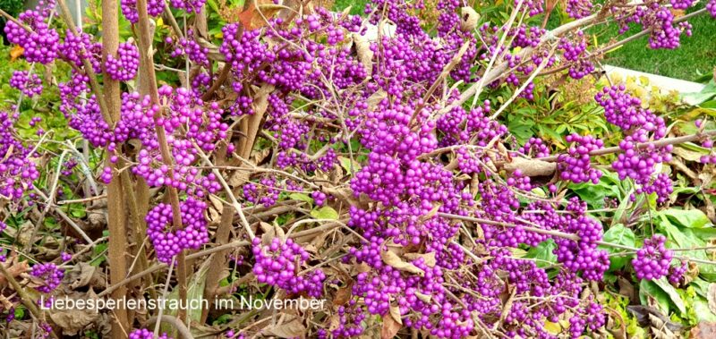 Liebesperlenstrauch im November