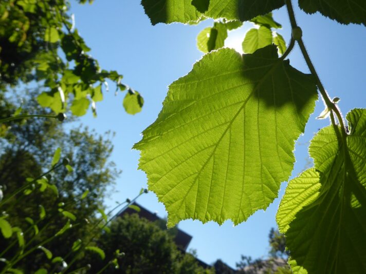 1.6.2021 Sommeranfang (10)