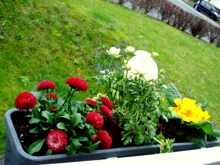 Bellis, Ranunkel,Primel, mein Frühling 2021