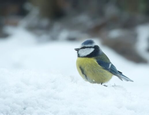 BlmeiseSchnee_filtered