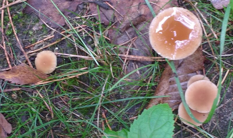 IMG_20201013_130034164