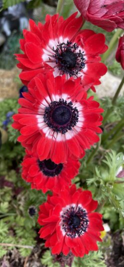 D4B19443-0CA8-4749-9CEC-C07F7EB8FC4C