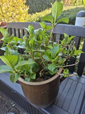 Hortensie