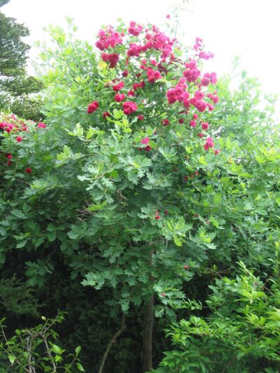 Roseneiche 25. 6.2009