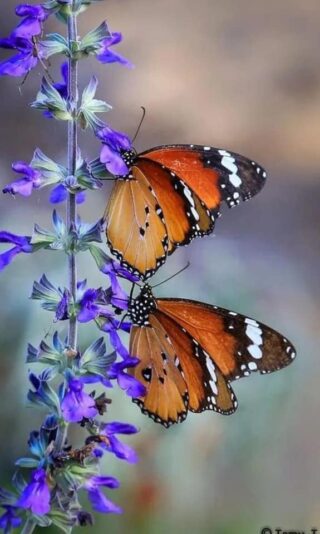 196530853_1980465515489466_119972367105460765_n