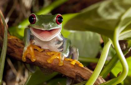Frosch