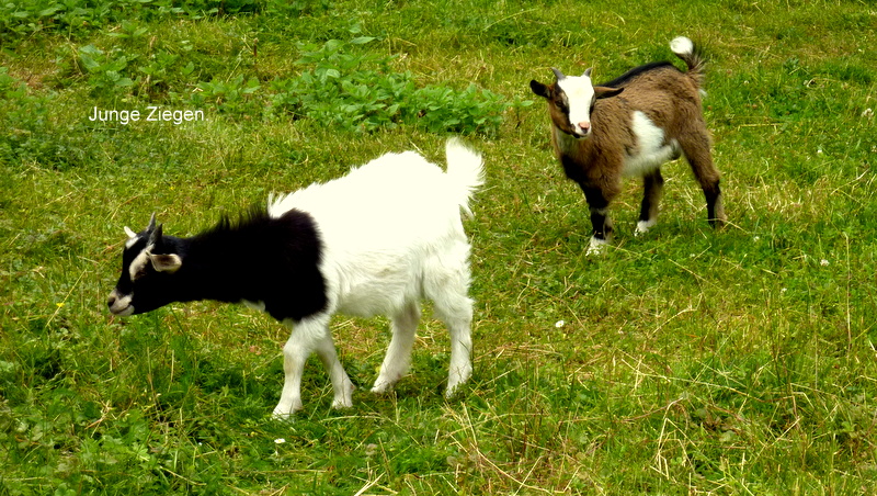 Junge Ziegen.