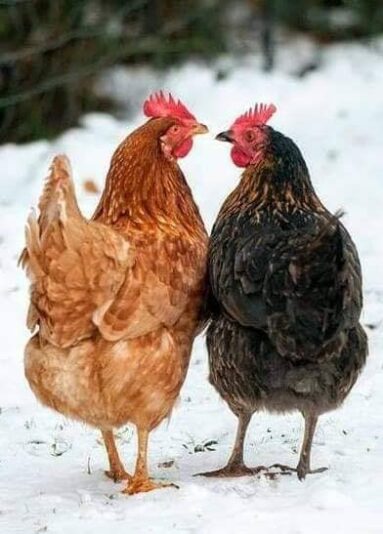 151948378_435090207819893_8046767292602482724_n