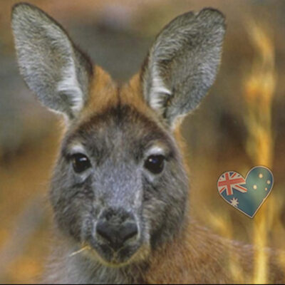 Kanga
