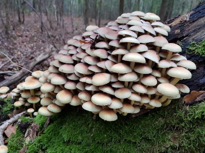 122008274_3335585946559231_5233657849994063090_n