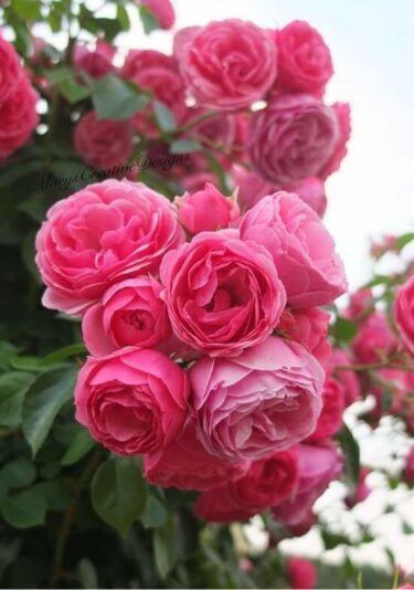 272078953_3104558493115280_1221904637674371157_n