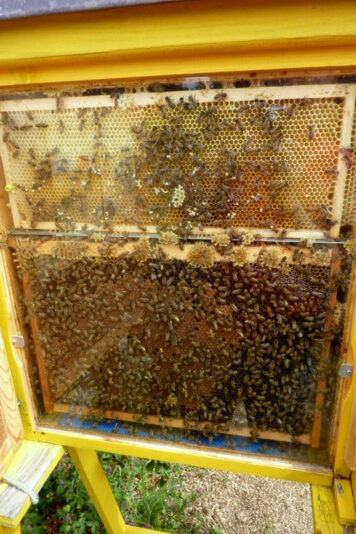 Bienenstand im Rosarium.