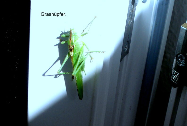 Grashüpfer.