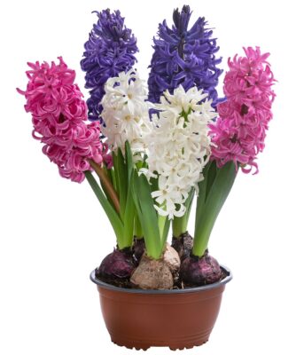 8620569_WE_FS_001_HyazintheMixSchaleT17 (1)