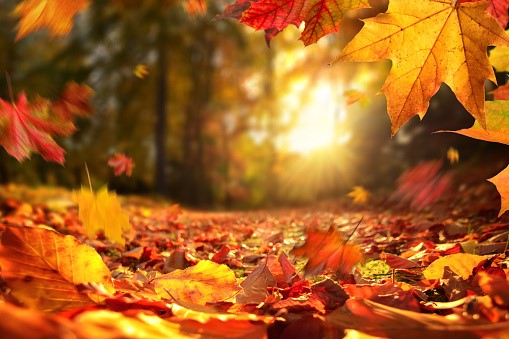 Einen schönen Herbsttag
