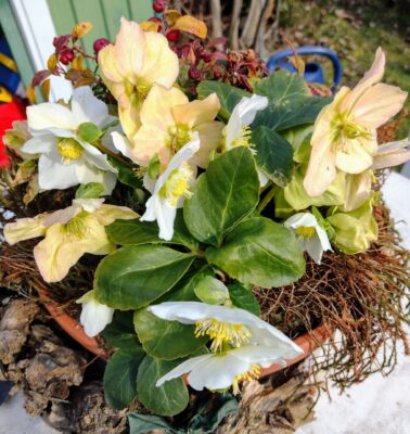 IMG_20250222_121124537