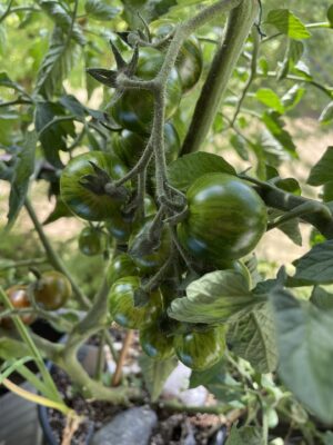 596D6D22-D8C0-4F2A-86A0-6C0D6F72C072