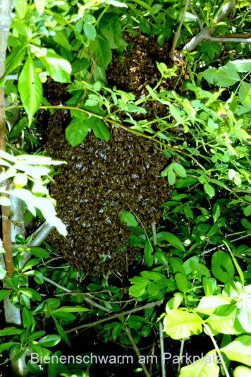 Bienenschwarm am Parkplatz.