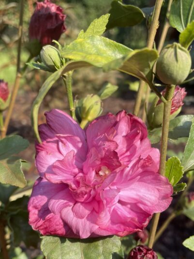 7CF013D1-A9A5-448E-887E-8ECDC71364FE