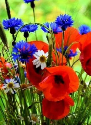 103062629_559240891378854_7138889915131278997_o