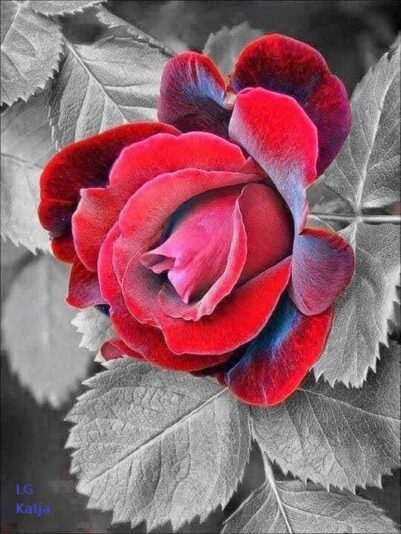 130186888_3565283510216925_396939790040971438_n