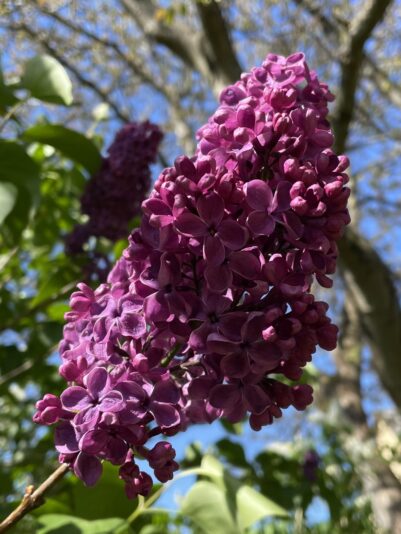 746086F5-B697-49FC-8DCB-8F1E79C86D24