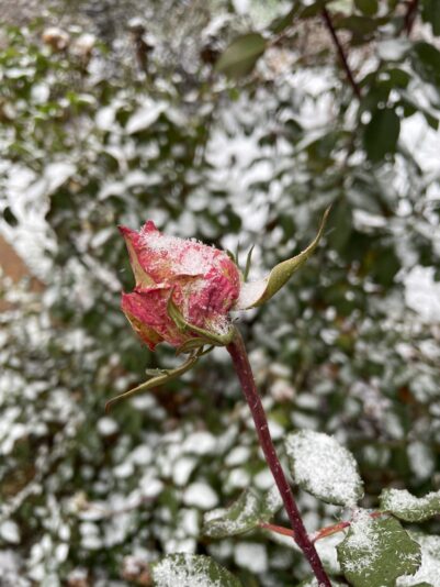 3E620C8D-83F6-4EF0-BF52-F9EE59719E9E