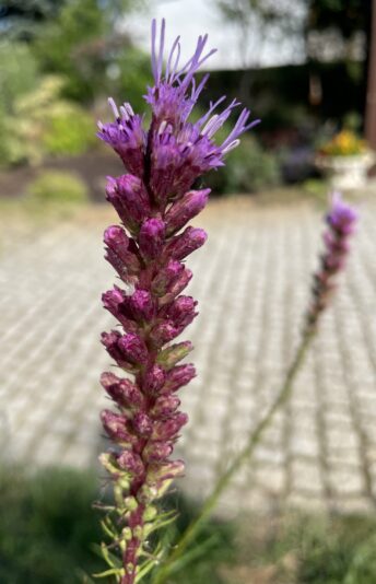 948D7D21-99D5-4BB3-A561-AE1917F9D1D4