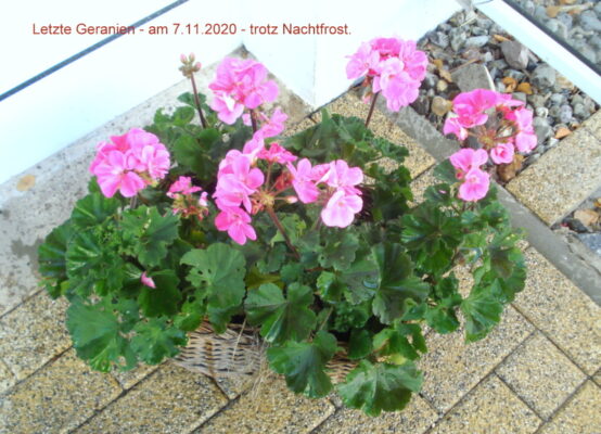 Letzte Geranien - am 7.11.2020 - trotz Nachtfrost.