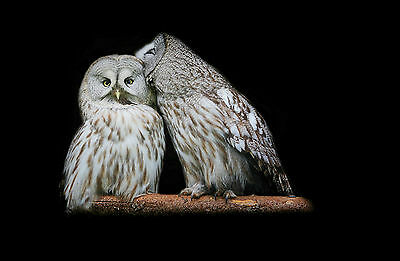 Gerahmter-Druck-Zwei-Liebend-Eulen-Stehend-auf