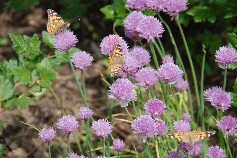 Schnittlauch 2009 05 20 (106)