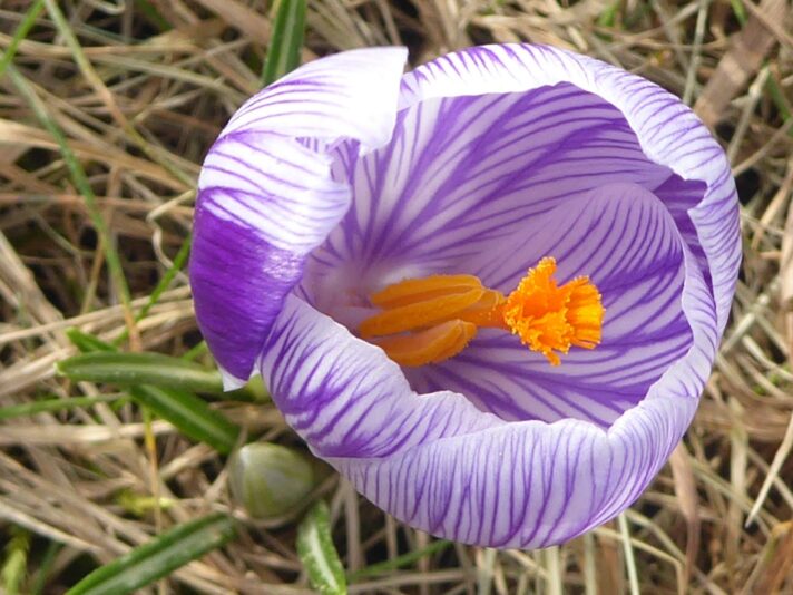 18.3.2022 Freitag Safran Krokus (35)