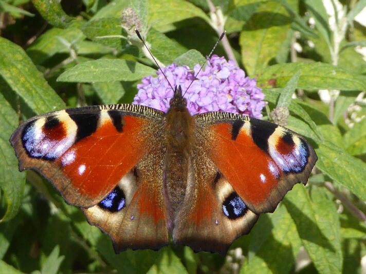 Schmetterlinge 11.9.2015 (48)