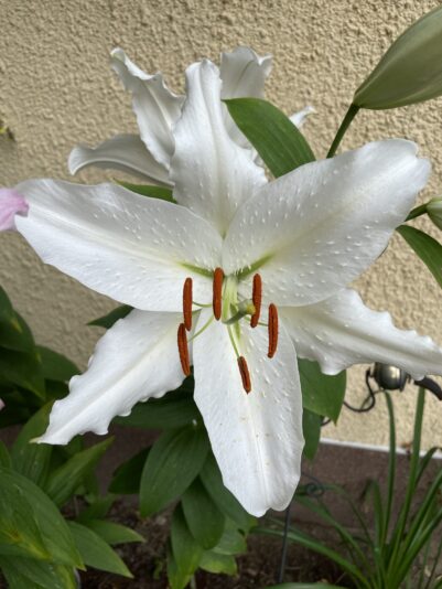 FF48A6A9-7F70-4878-9116-0546F7985EBB