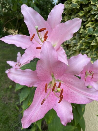 7F4EAD92-0285-4B60-95D1-3D9DE8196951